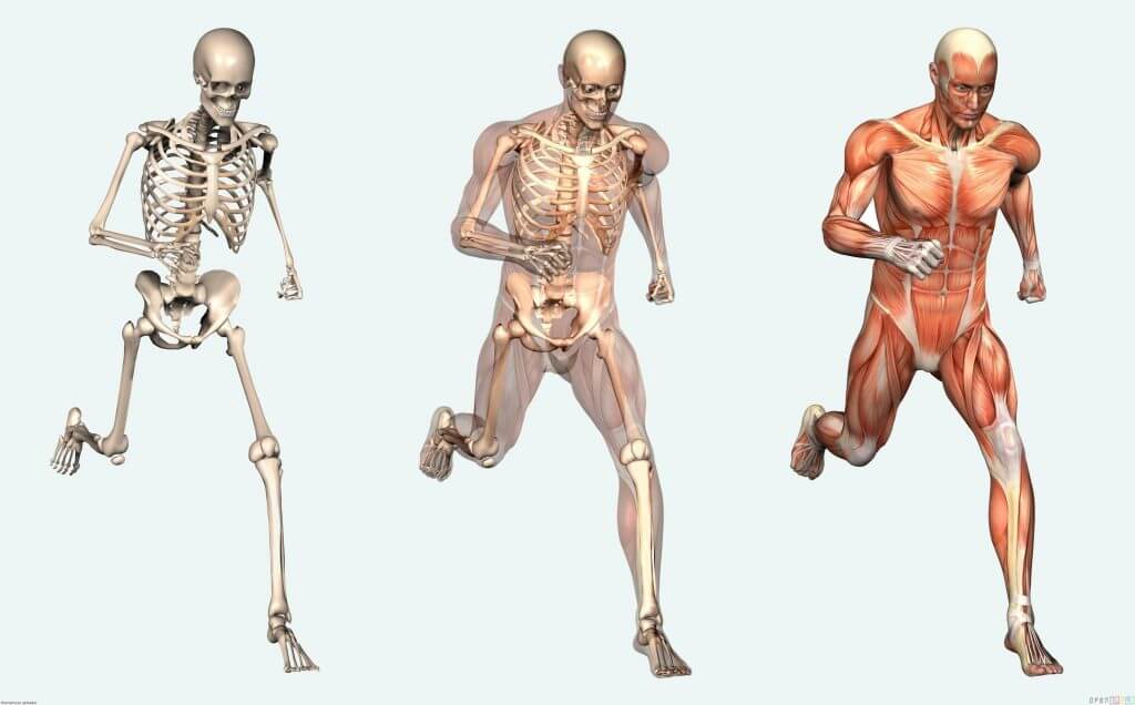 bones muscles